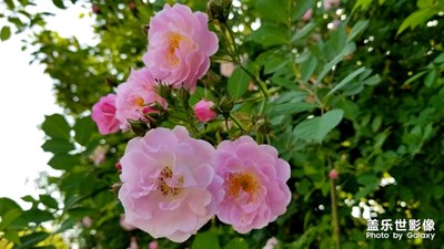 薔薇