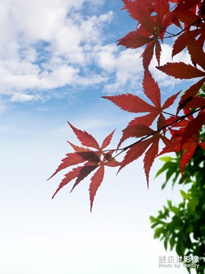 紅楓、綠葉、藍(lán)天、白云