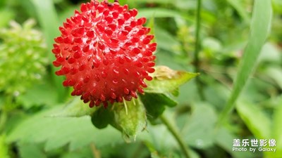 這個(gè)估計(jì)好多人不知道是啥??