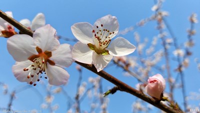 GalaxyA9s【春】+春桃