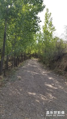 林蔭小路