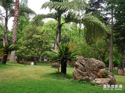 綠蔭與花兒