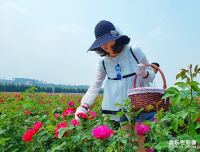 【玩轉(zhuǎn)五一】賞玫瑰花