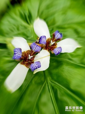 【玩轉(zhuǎn)五一】花語(yǔ)系列  九