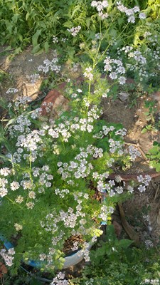 【玩轉(zhuǎn)五一】家里的小花