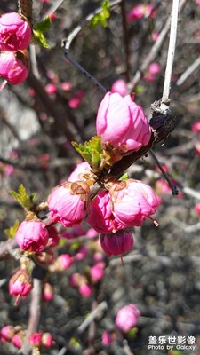 【玩轉(zhuǎn)五一】
公園賞花