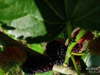 【5.3】假期S9（非S9+）隨拍。