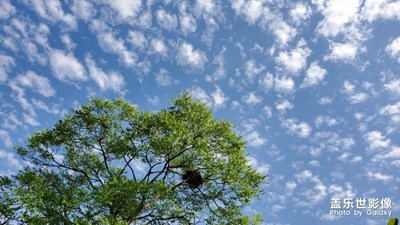 藍(lán)天-白云-綠葉-花花