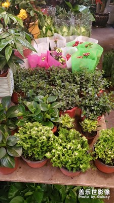花圃