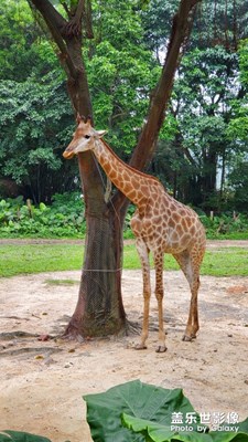 長隆野生動物園一日游