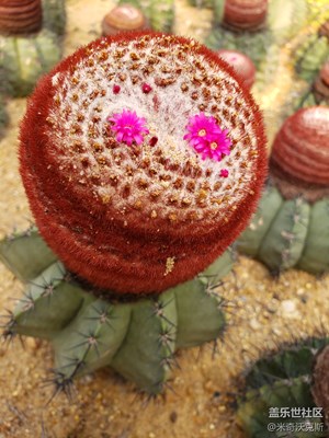 深圳仙湖植物園