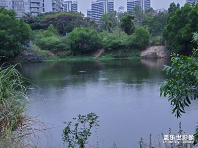 魚兒多多