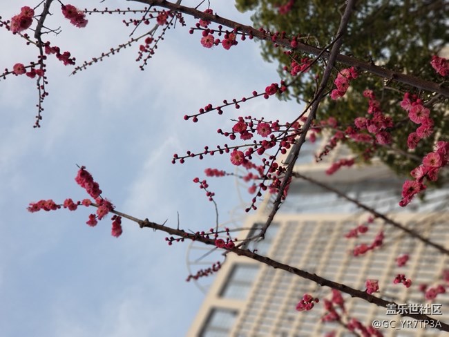 美麗浐灞的那些花兒，懷念那學(xué)年一起戰(zhàn)斗的日子