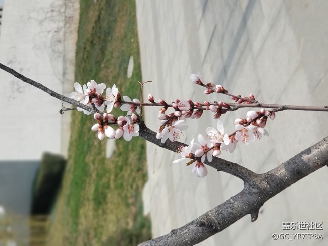 美麗浐灞的那些花兒，懷念那學(xué)年一起戰(zhàn)斗的日子