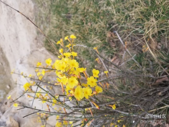 美麗浐灞的那些花兒，懷念那學(xué)年一起戰(zhàn)斗的日子