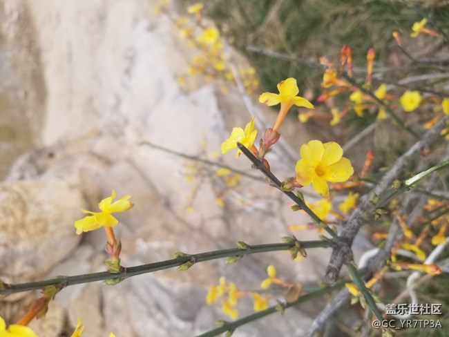 美麗浐灞的那些花兒，懷念那學(xué)年一起戰(zhàn)斗的日子