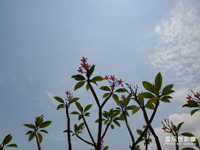 美麗??