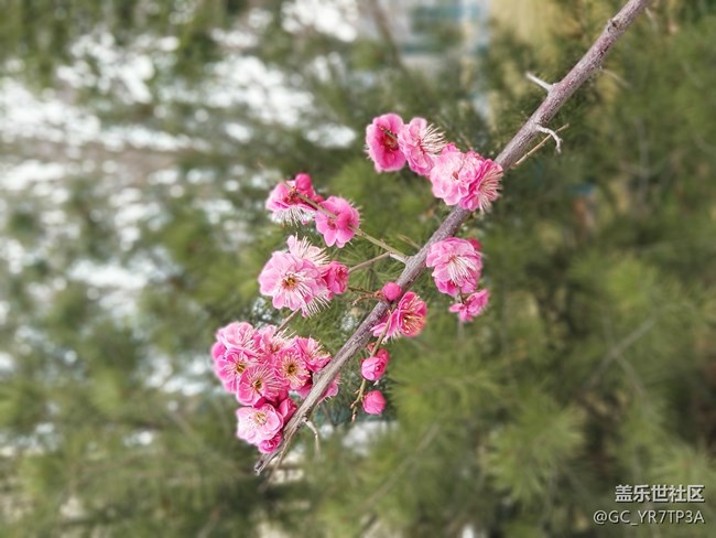 美麗浐灞的那些花兒，懷念那學(xué)年一起戰(zhàn)斗的日子