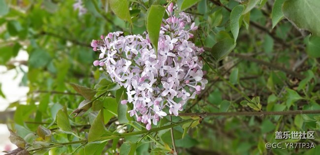 美麗浐灞的那些花兒，懷念那學(xué)年一起戰(zhàn)斗的日子