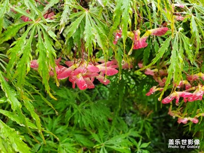拍景的確還可以，直出
