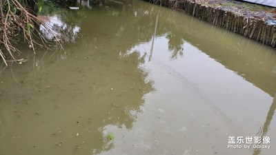 魚塘
