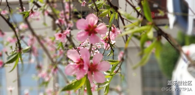 美麗浐灞的那些花兒，懷念那學(xué)年一起戰(zhàn)斗的日子