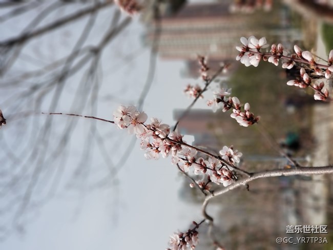 美麗浐灞的那些花兒，懷念那學(xué)年一起戰(zhàn)斗的日子
