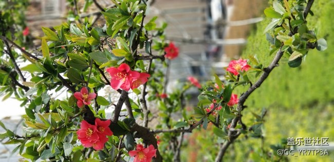 美麗浐灞的那些花兒，懷念那學(xué)年一起戰(zhàn)斗的日子