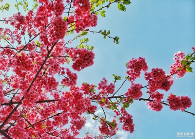 那些花S9+拍攝