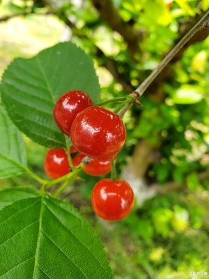 隨手拍之櫻桃