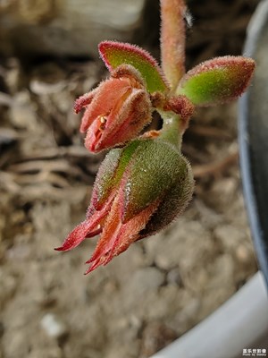 隨手拍之“外星生物”