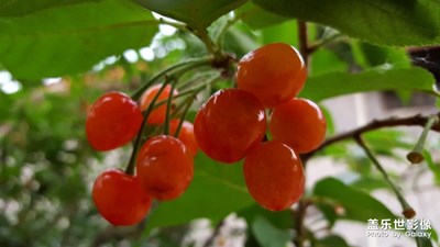 櫻桃紅了