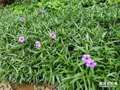 園區(qū)花朵
