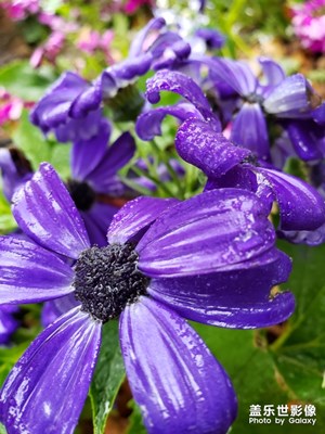 觀花