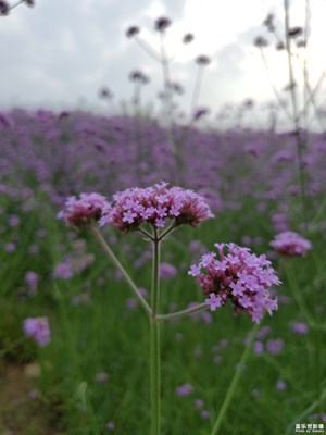 這是個(gè)秀機(jī)能的照片