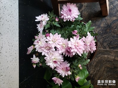 店面里的一抹溫馨