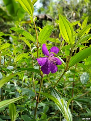 【走四方】+ 靈石山