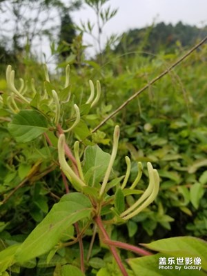 野生金銀花，