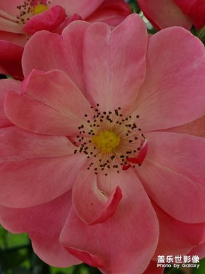 S10＋隨手拍路邊花