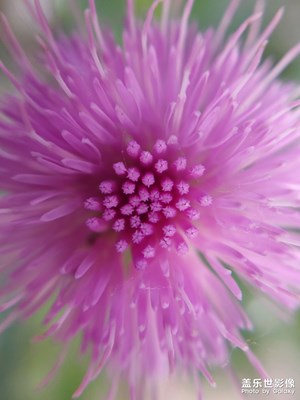 火爆三星A60真提元氣  微距超給力