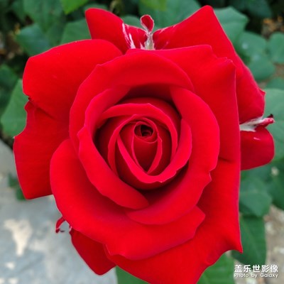 月季花