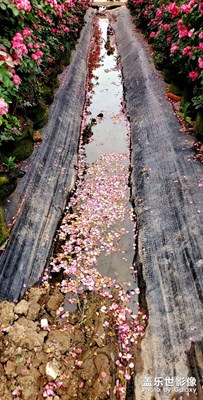 隨拍