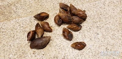 蝸牛