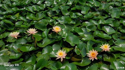 已開獎蓋樂世影像周賽第89期——初夏印象