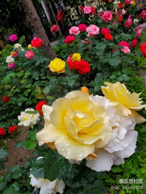 樓下花開(kāi)的真好