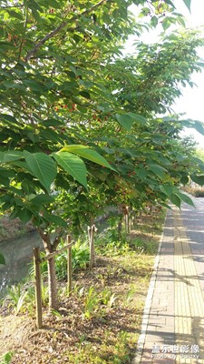 小櫻桃