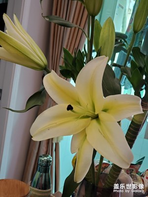 百合