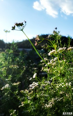 【初夏印象】+花開繼續(xù)