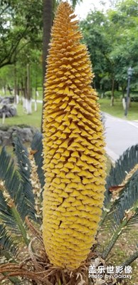 鐵樹開花