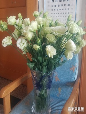 花花草草之 曾經買過的洋桔梗